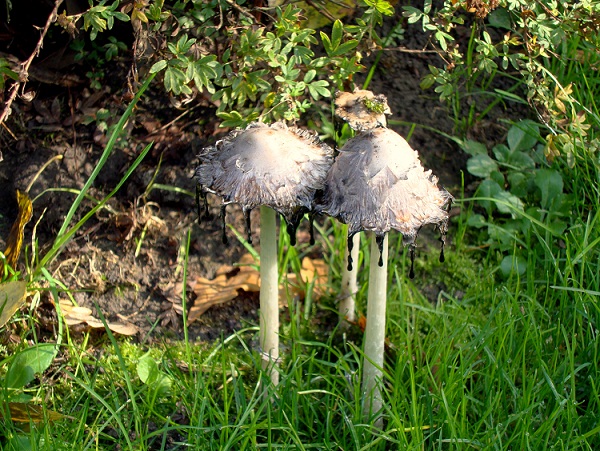 DSC02962.JPG
