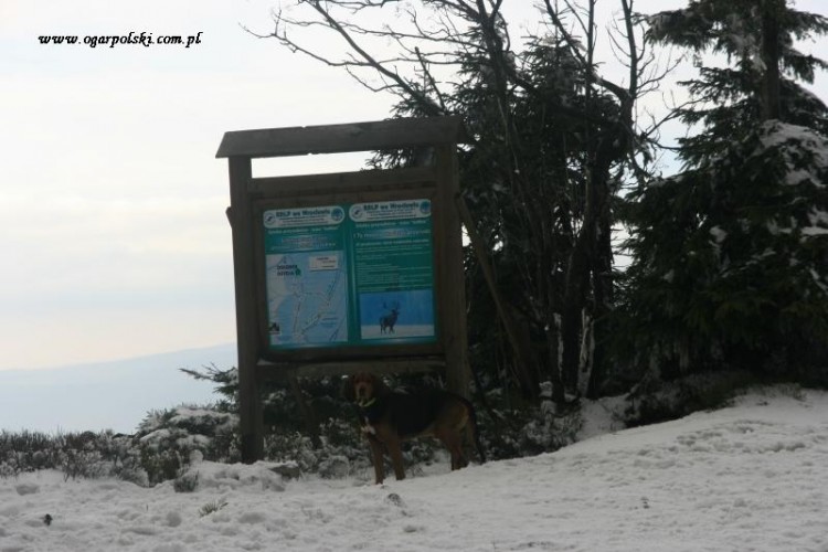 Zagaj na Trójmorskim Wierchu w 2014 roku