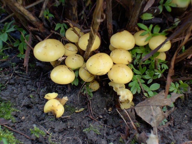 DSC02968.JPG