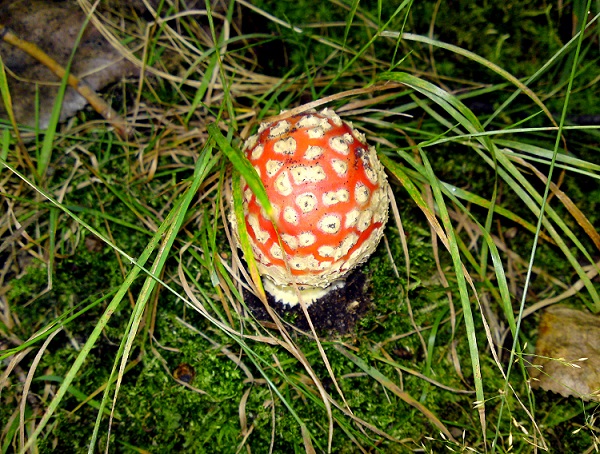 DSC07133.JPG