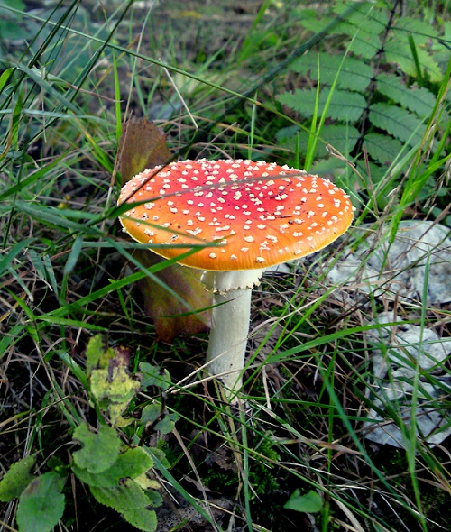 Najładniejszy :)