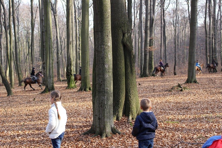 Nagle przebiegło z 15-ście koni, było ciężko zapanować nad Grotem