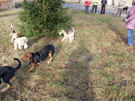 16.11. 2008 043.jpg