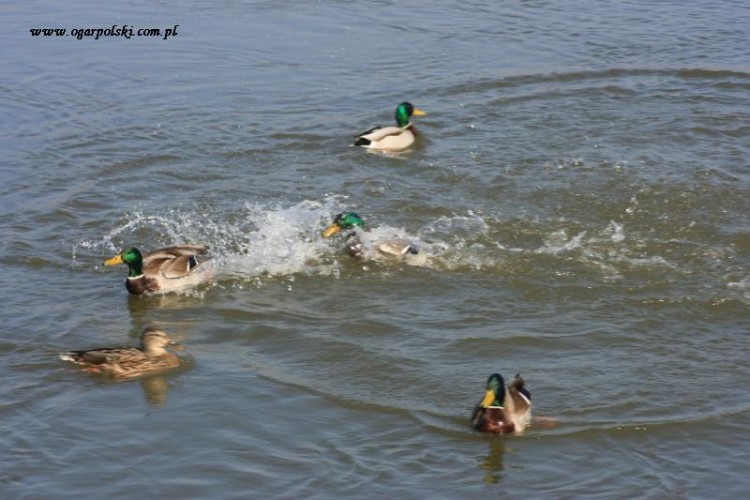 4 panów jedna pani - marzenie.
