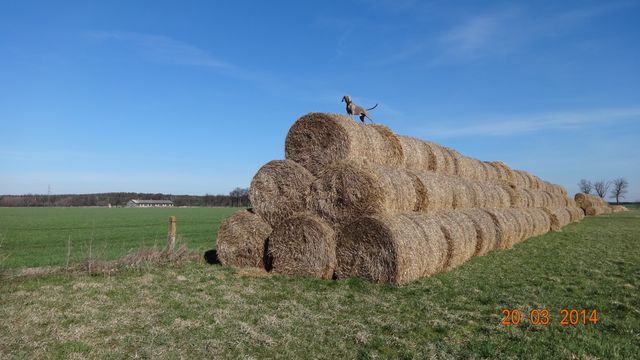 i na koniec Oskar jako pan i władca... stogu słomy