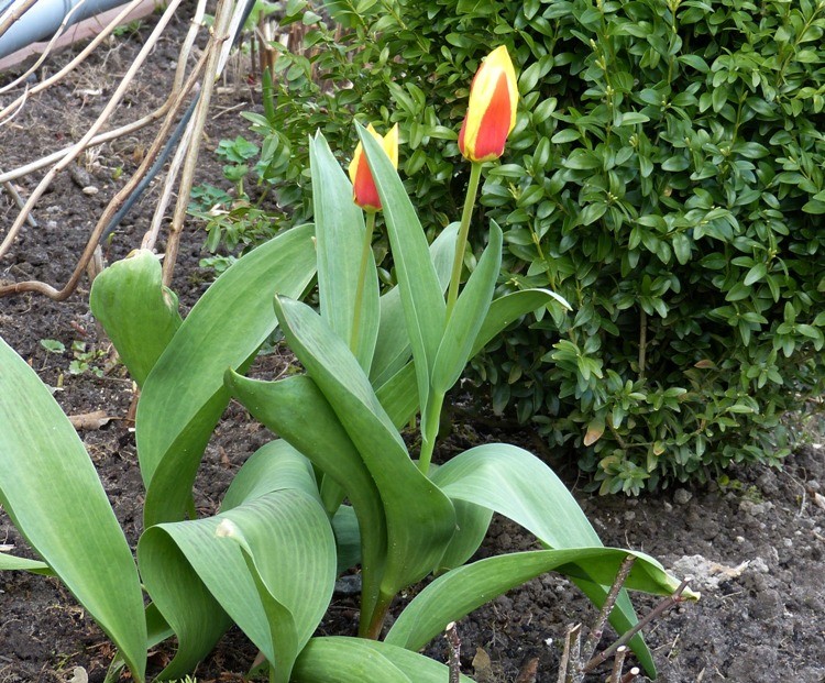 tulipanek sierota.JPG