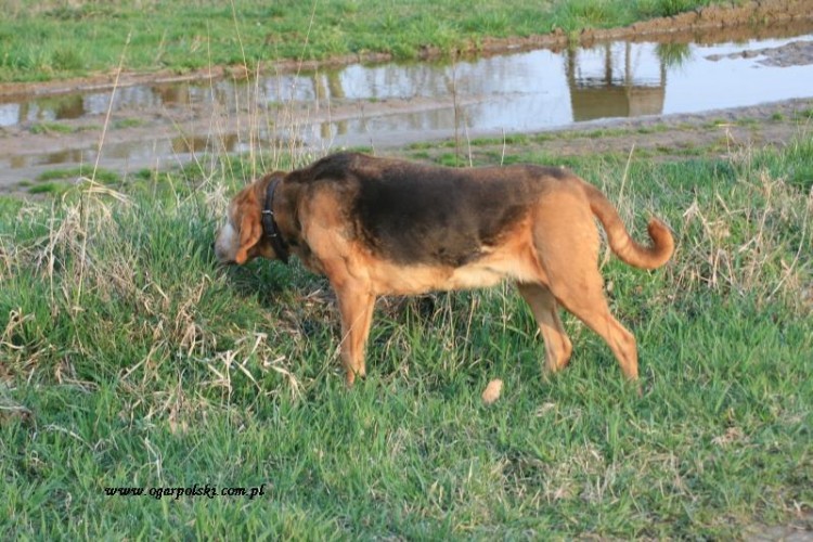 Węchowy potwór.