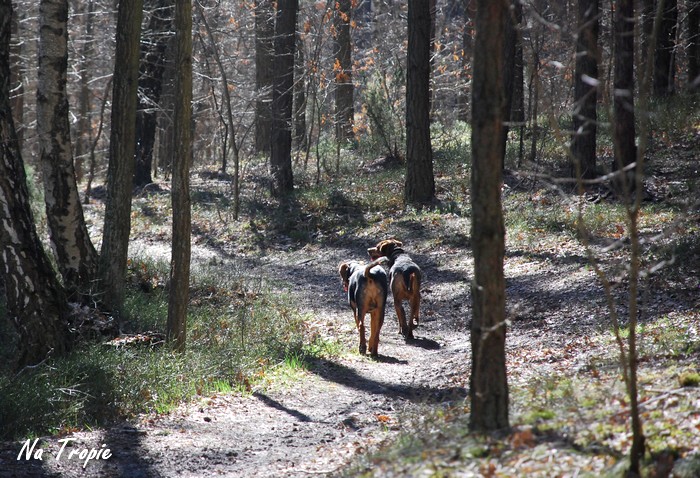 Takie trochę niemczańskie klimaty - dróżka w lesie i dwa ogony...przynajmniej namiastka - klimatów oczywiście, nie ogonów ;)