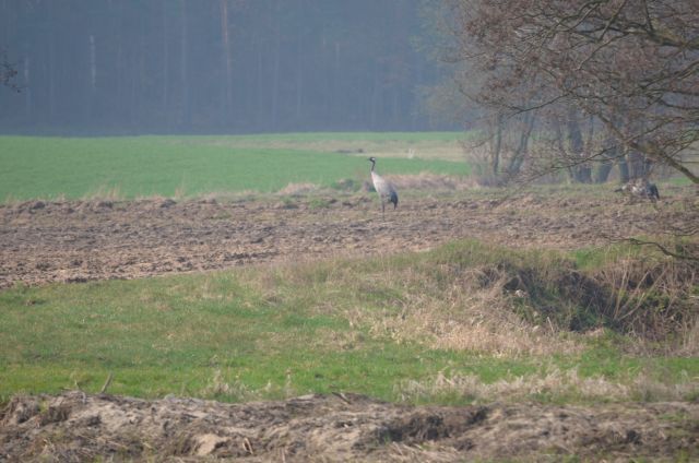 Są i żurawie