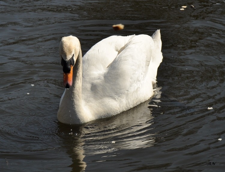 DSC_1044 F b.jpg