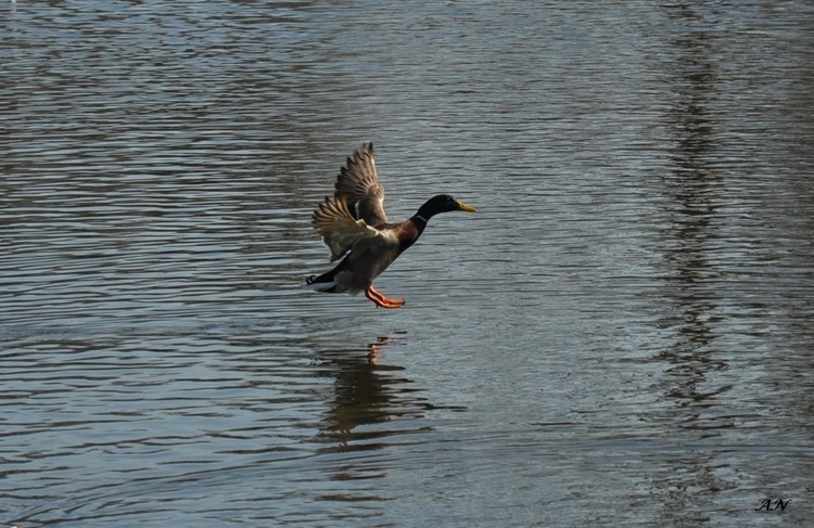 DSC_1052 F b.jpg