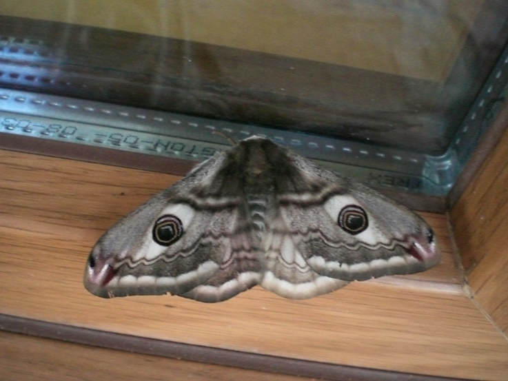 Taki nocny motyl nas chciał odwiedzić