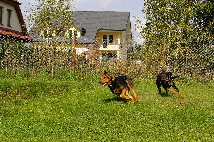 Gonitwa :)