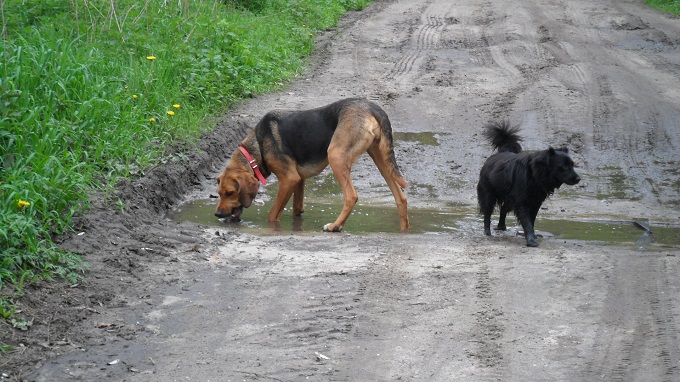 Co ci się Perła nie podoba? Przecież to super wodopój.
