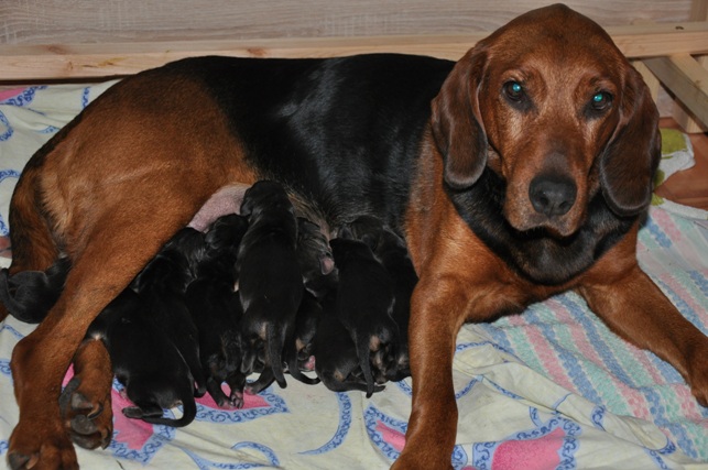 mama karmi