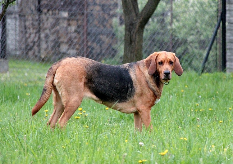 Coda