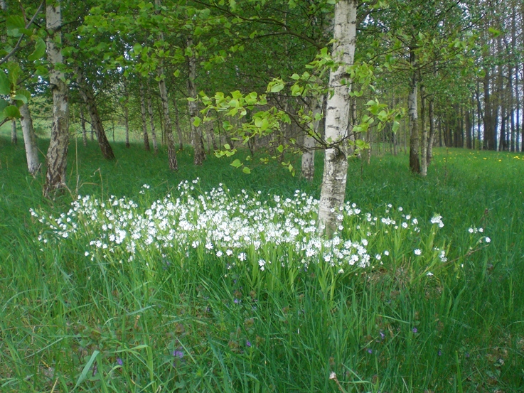 Piękne