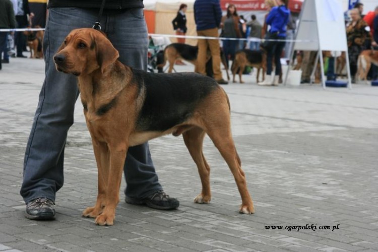 Łowca.