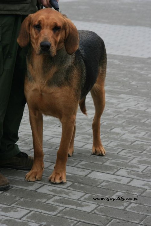 Nora
