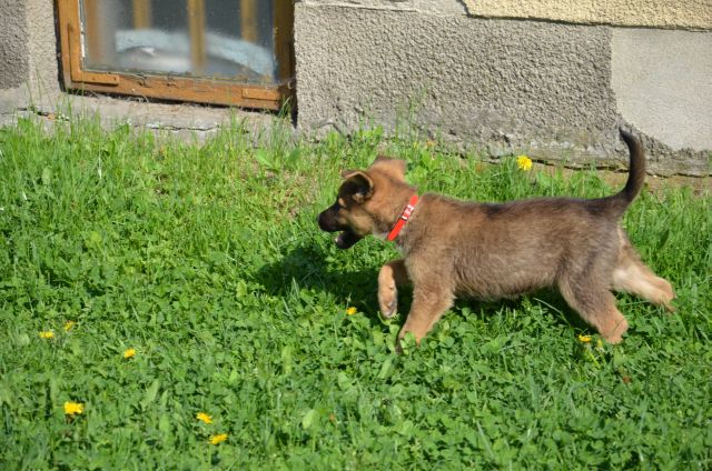wystarczyło trochę szamponu, jedzenia i dwa dni opieki