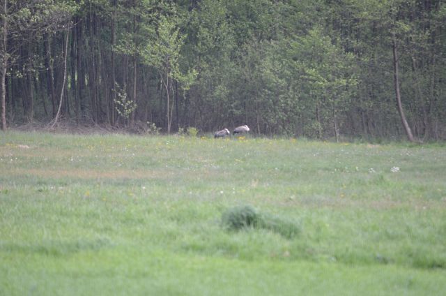 te z daleka udawały stare kopki siana