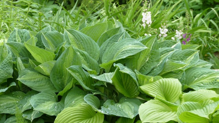 funkiowa pogoda