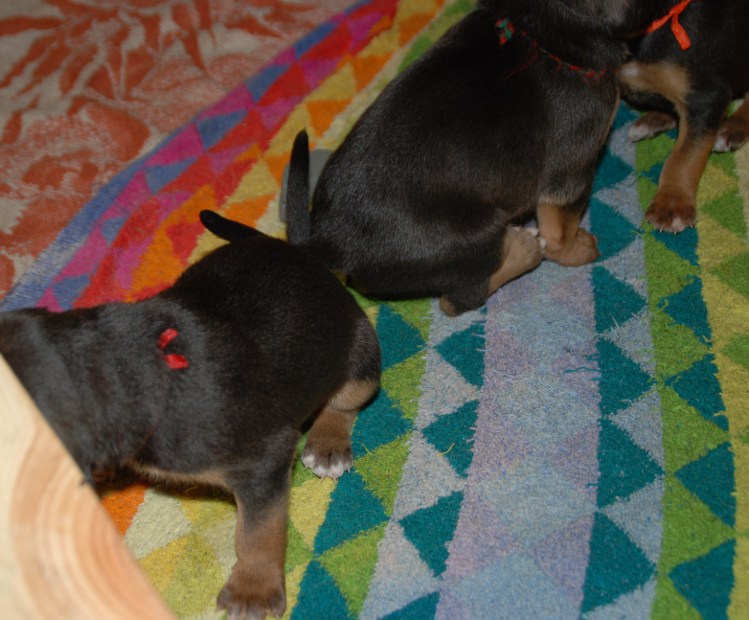 ogonki:)