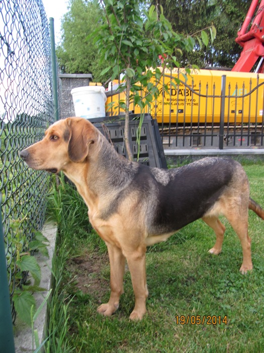 Pixi 037p.jpg