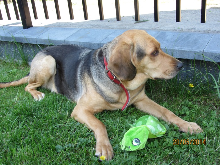 Pixi 038p.jpg