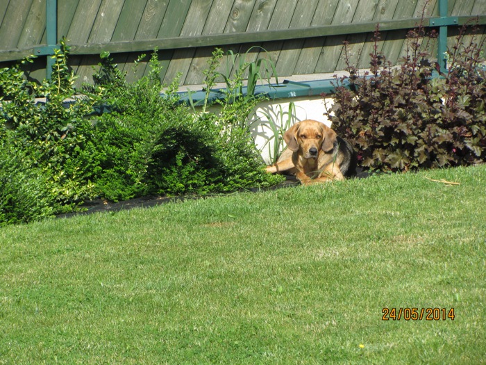 Pixi 039p.jpg