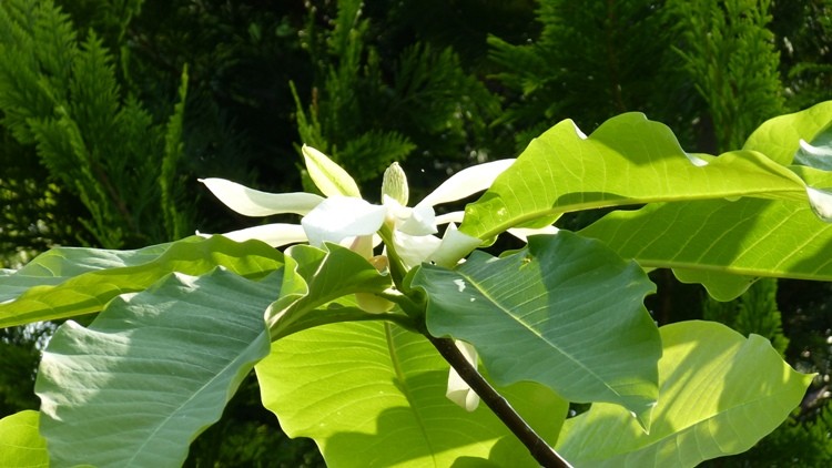 jeszcze kwitnie magnolia...