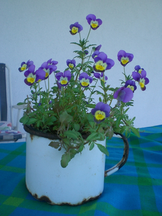 Bratki