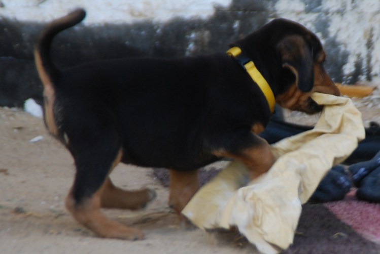 DSC_0011.JPG