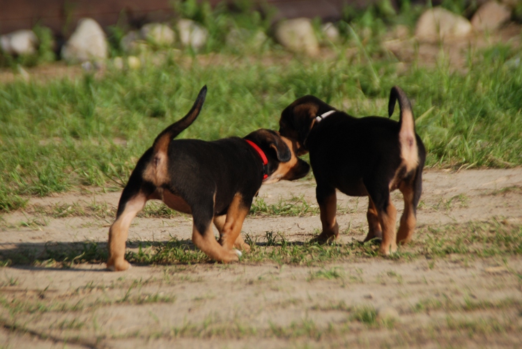DSC_0087.JPG