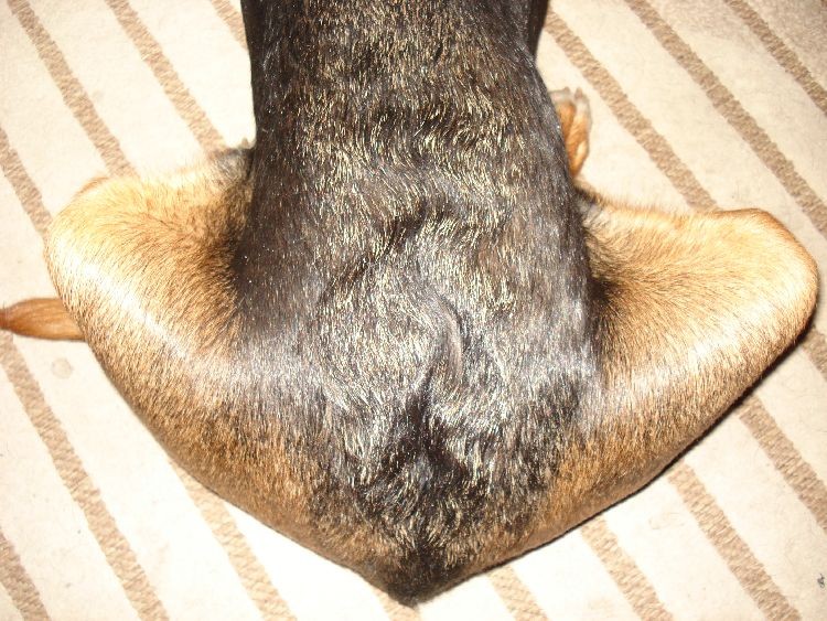 I po tatusiu