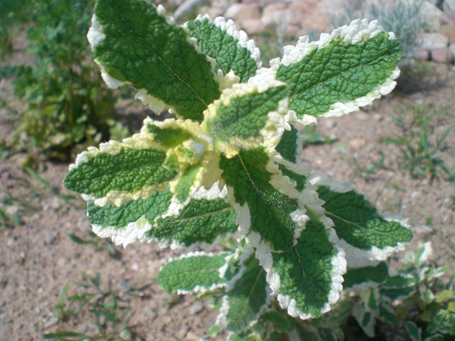CIMG0497.JPG