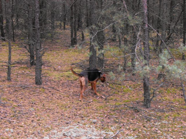2009_1004tropienie_Stezyca_19.JPG