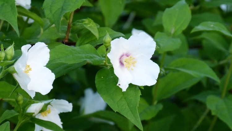jasmin2.JPG