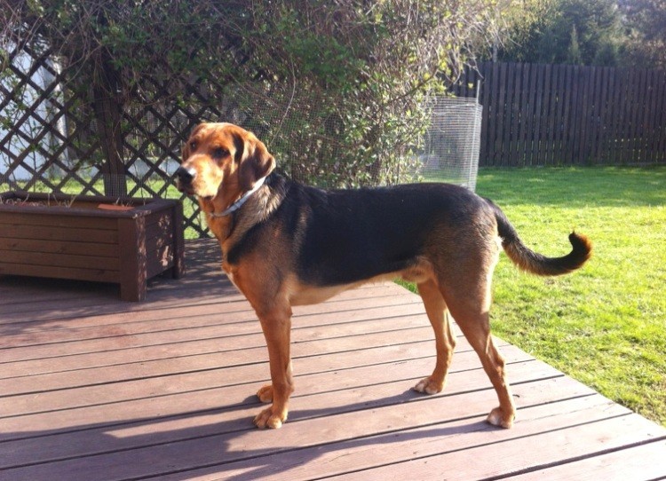 Frodo[1] kwiecień 2014.jpg