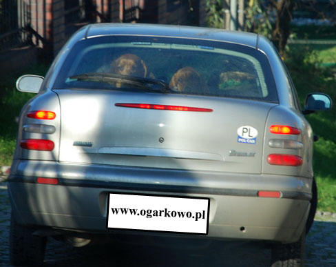 transport_ogarków.jpg