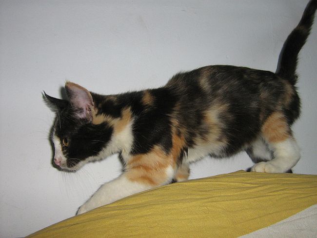Aisha