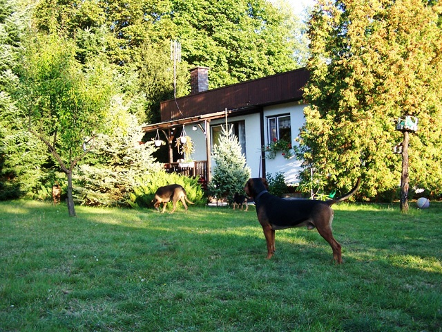 Zagraj pilnuje stada październik 09.jpg