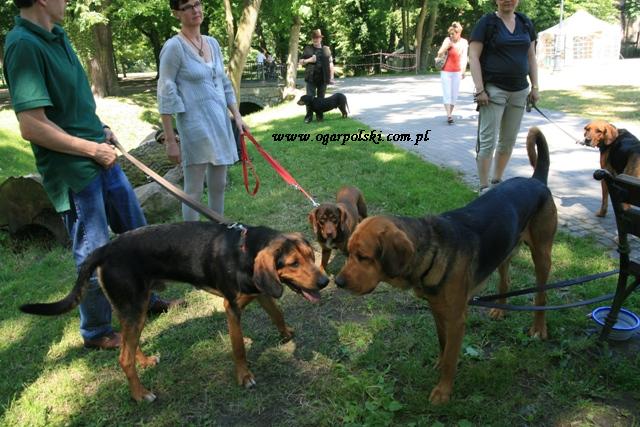 Ruczajek kocha wszystkie coogarki.