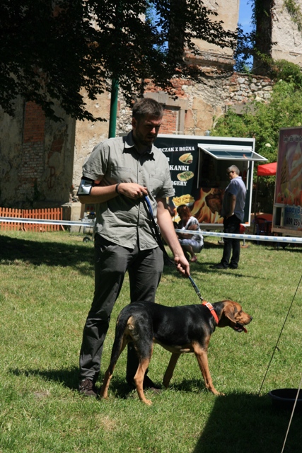 Hetman najmłodszy ogar na wystawie.