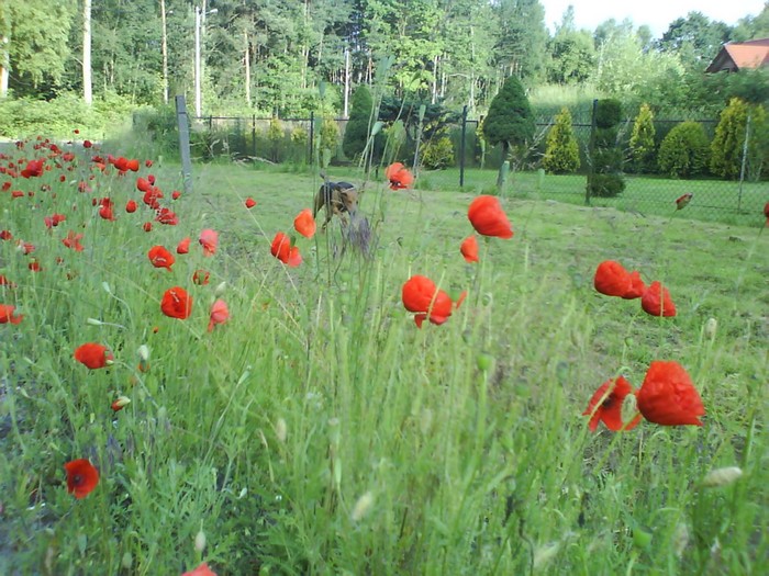 DSC01255_.jpg