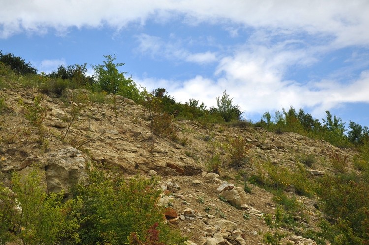 DSC_1363 b.jpg
