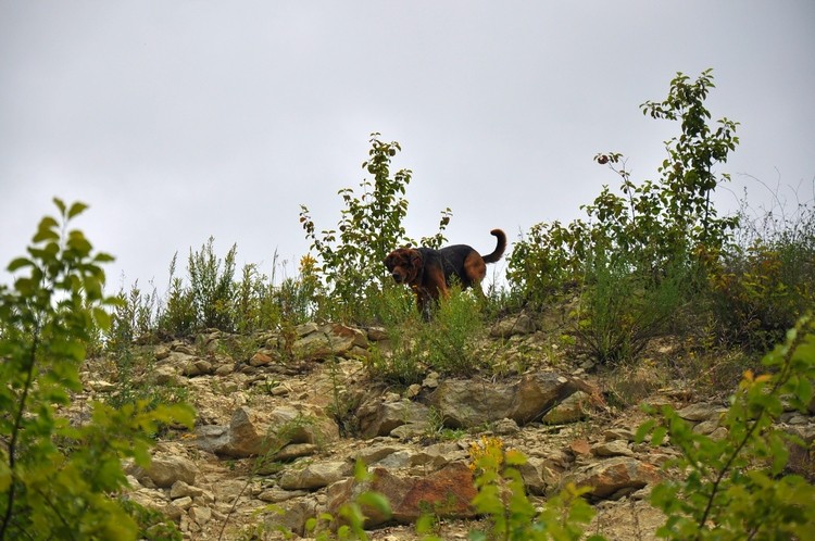 DSC_1361 b.jpg
