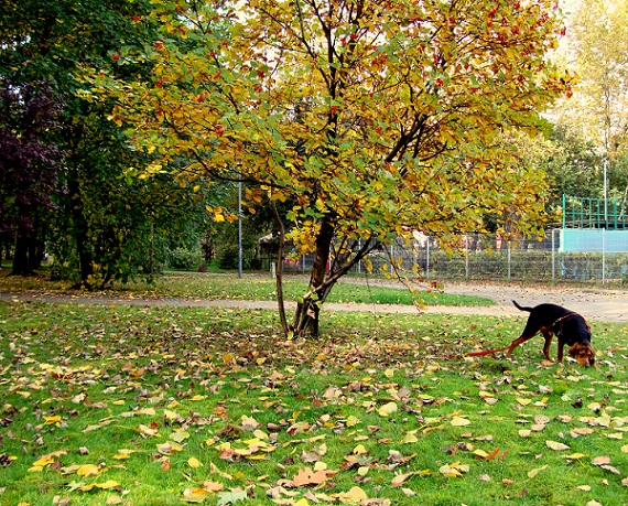 Śladami dzików