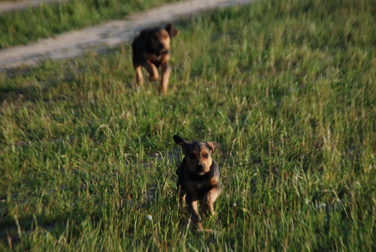 DSC_0083.JPG