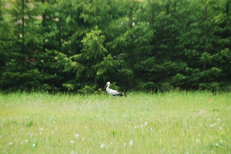 DSC_0059.JPG